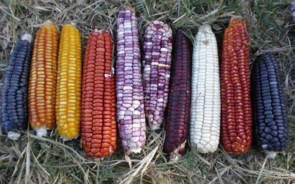UNTA critica a próximo titular de Sader: no tiene experiencia en el campo - El Heraldo de Chiapas