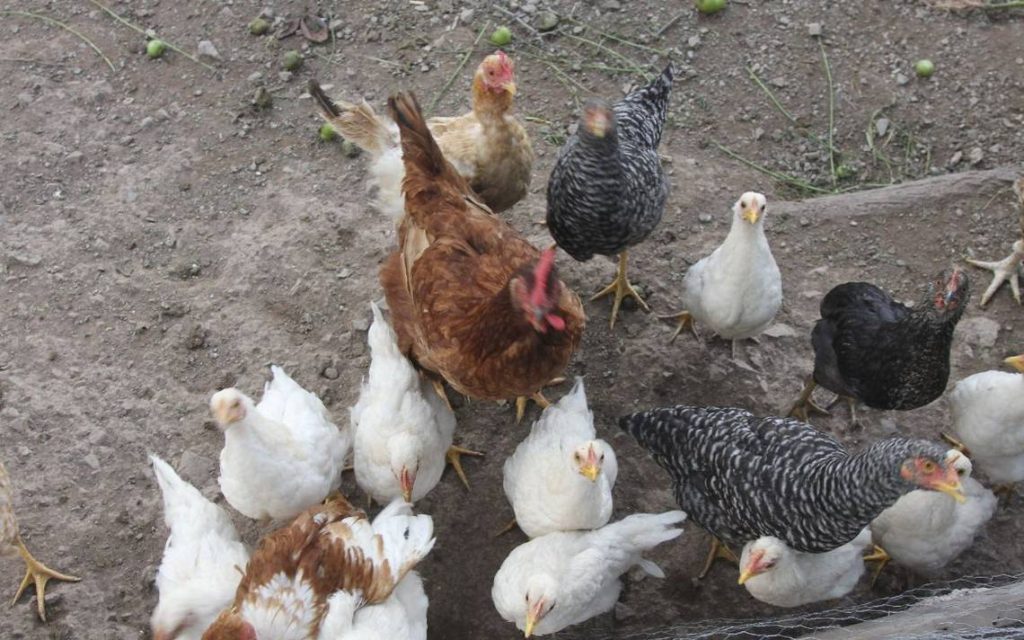 ¿Podría haber una nueva pandemia por gripe aviar A(H5N2)? - El Heraldo de Chiapas